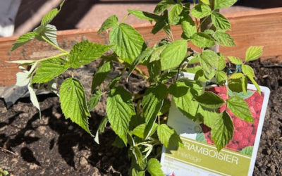 Jeudi 05 septembre 2024: Jour de plantation